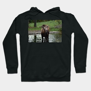 Moose Hoodie